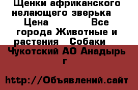 Щенки африканского нелающего зверька  › Цена ­ 35 000 - Все города Животные и растения » Собаки   . Чукотский АО,Анадырь г.